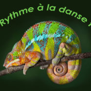 Atelier Du rythme à la danse folk (1/3): « Enfin libres dans vos valses à 5 temps »